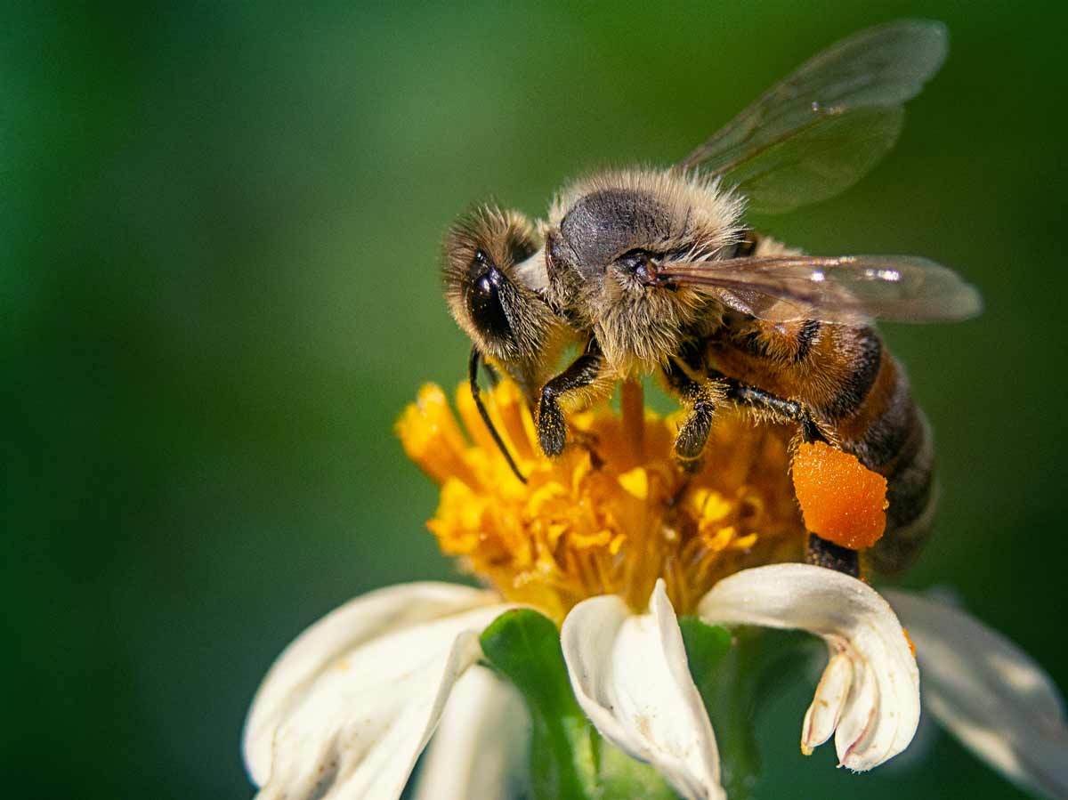 closeup shot bee chamomile flower